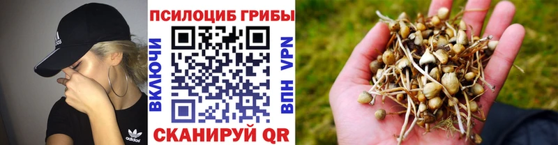 цены наркотик Кировград Псилоцибиновые грибы GOLDEN TEACHER